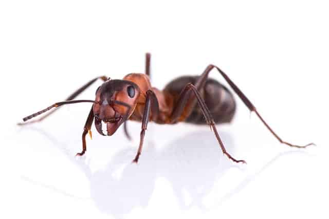 Ants Lenz Pest Control Company In Santa Barbara Ca Ants