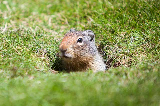 Rat Rodent Exterminators Santa Barbara CA