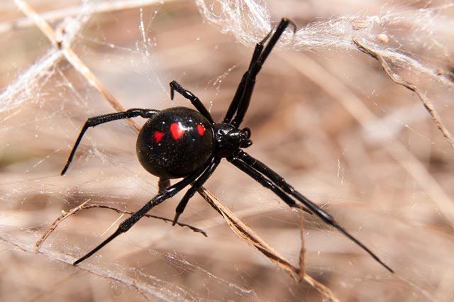 Santa Barbara Pest Control