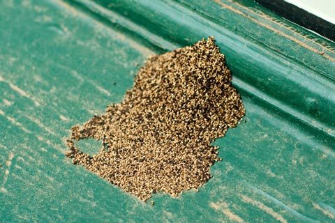 Termite Inspection Santa Barbara CA