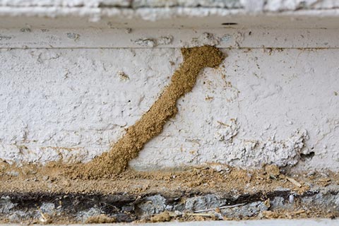 Termite Inspection Santa Barbara CA