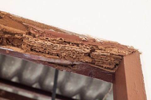 Termite Inspection Santa Barbara CA