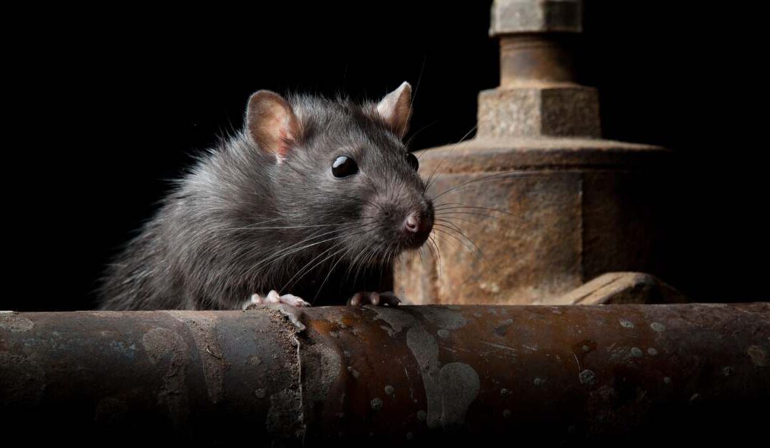 Rat Removal in Santa Barbara County