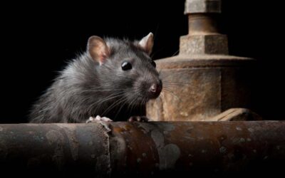 Effective Rat Removal in Santa Barbara County