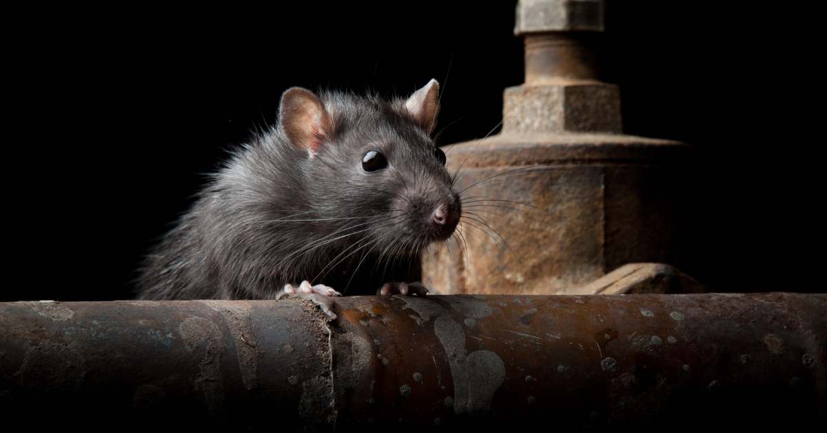 Rat Removal in Santa Barbara County