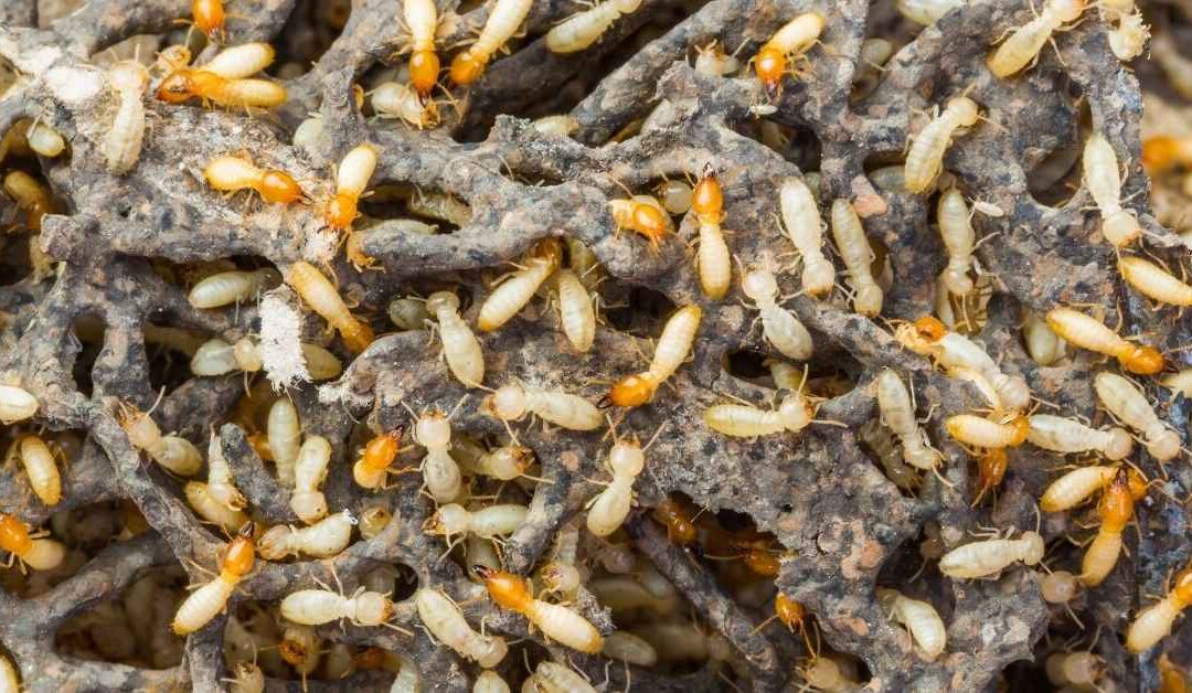 Preventing Termites in Your Home