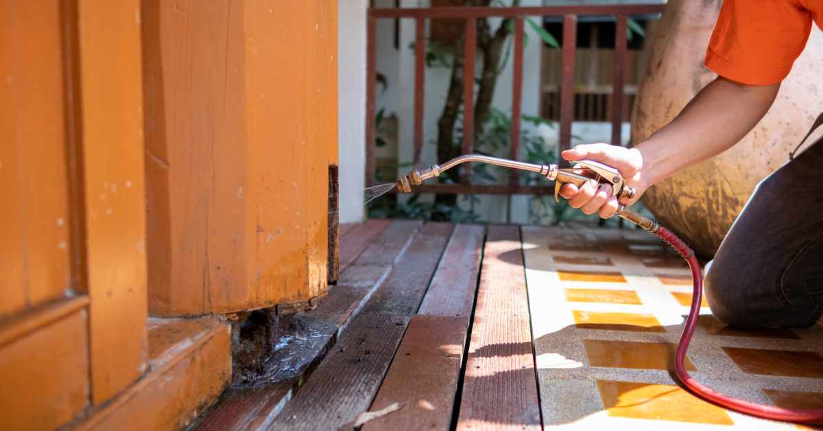 What Attracts Termites to Your Home and How to Prevent Them