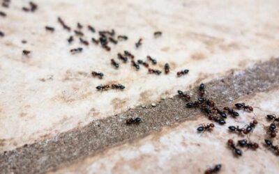 How to Get Rid of Ants