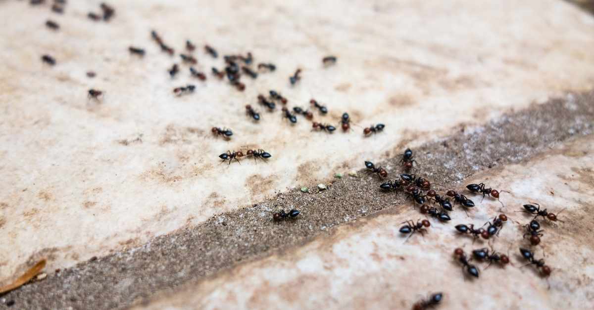 How to Get Rid of Ants