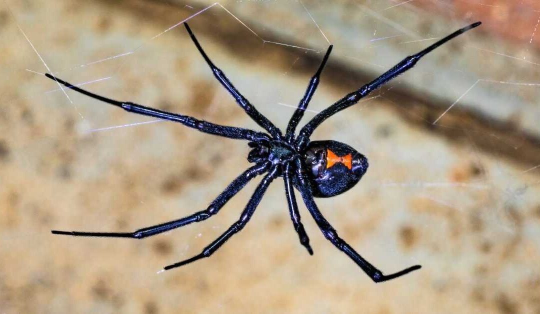 Why Do I Have So Many Spiders in My Home