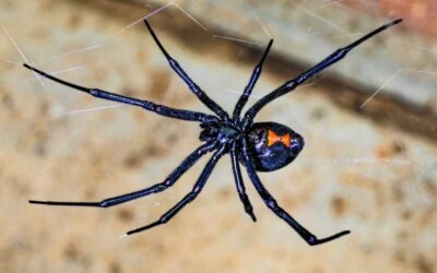 Why Do I Have So Many Spiders in My Home