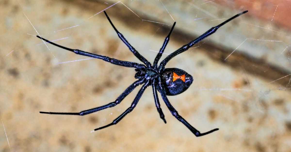 Why Do I Have So Many Spiders in My Home