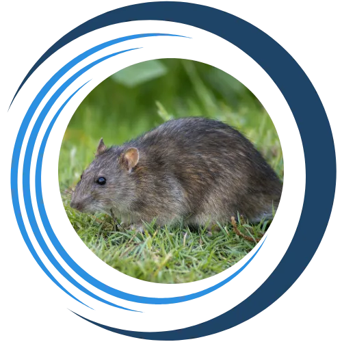 Rat Pest Control Buellton