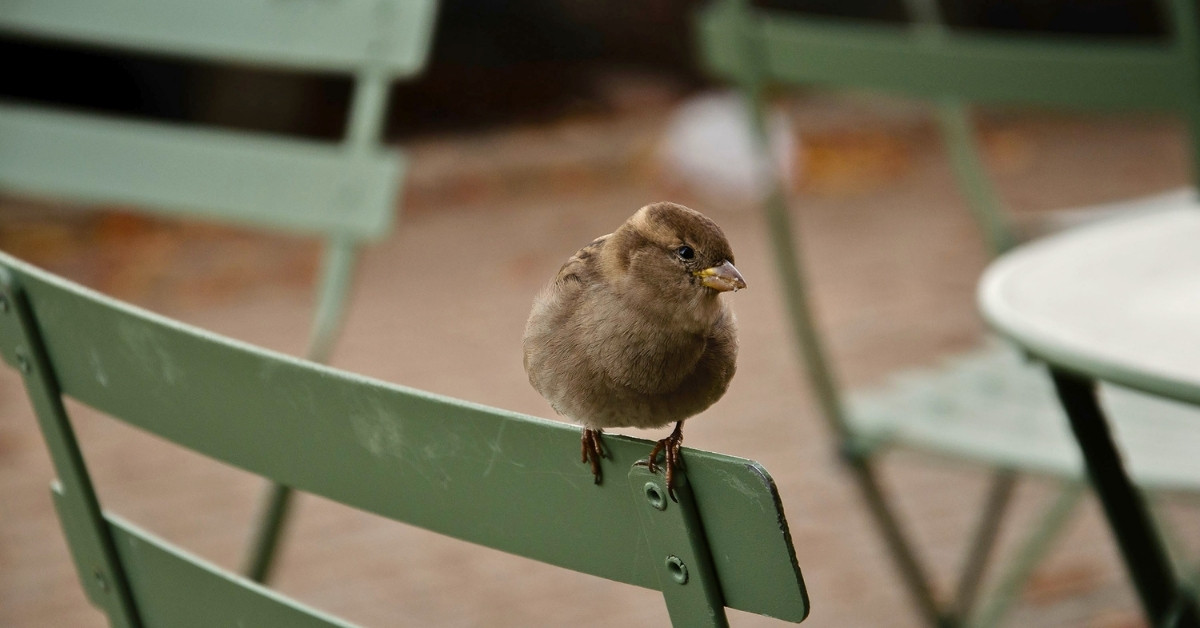 DIY How to Keep Birds from Landing on My Patio Chairs