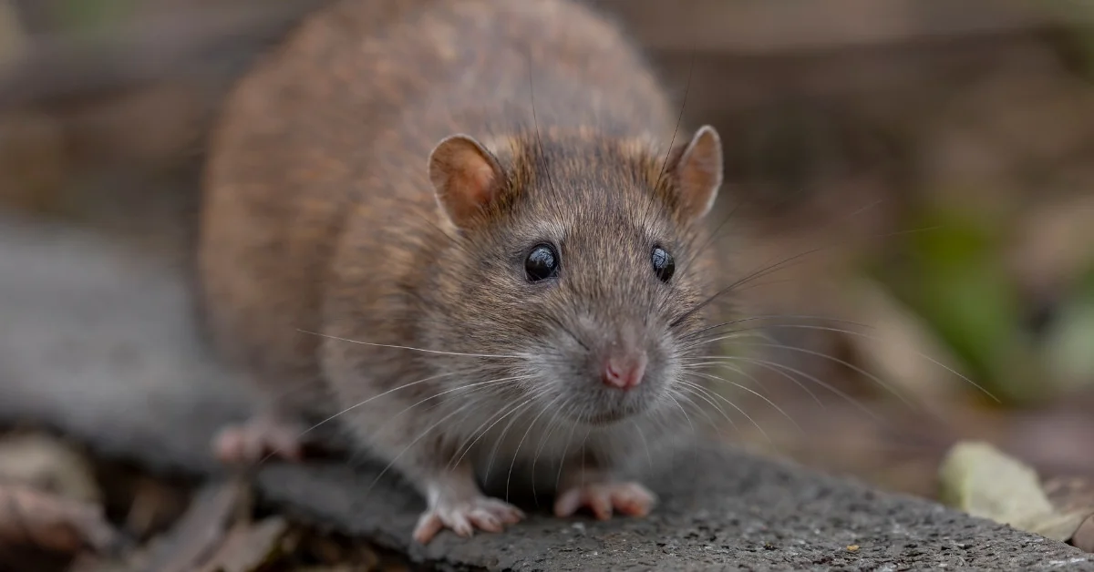 Are Rats Dangerous Health Risks You Shouldn’t Ignore