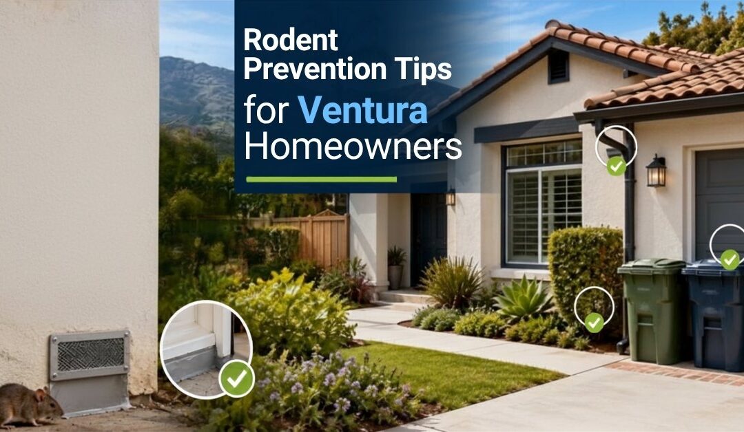 Rodent Prevention Tips for Ventura Homeowners