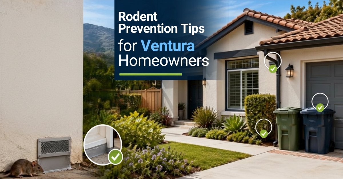 Rodent Prevention Tips for Ventura Homeowners